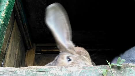 little rabbit eats the grass on a sunny day, banny grey