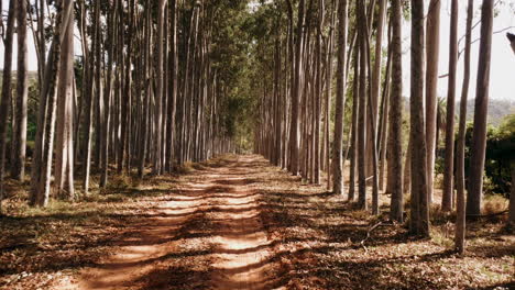 Driving-slowly-along-a-tree-lined-avenue-of-tall-straight-trees-in-fall