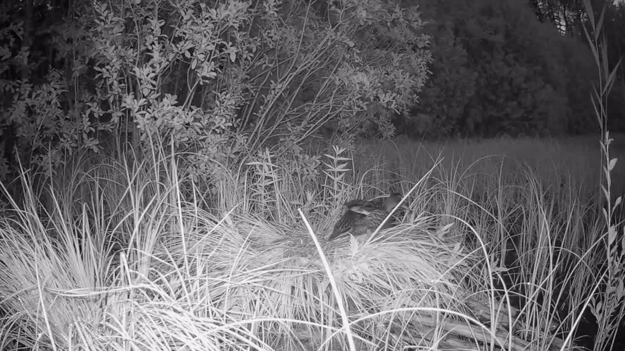 Young Wild ducks (Anas platyrhynchos) alerted and flee into the water. Estonia