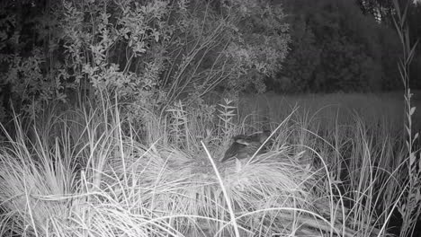 young wild ducks (anas platyrhynchos) alerted and flee into the water. estonia
