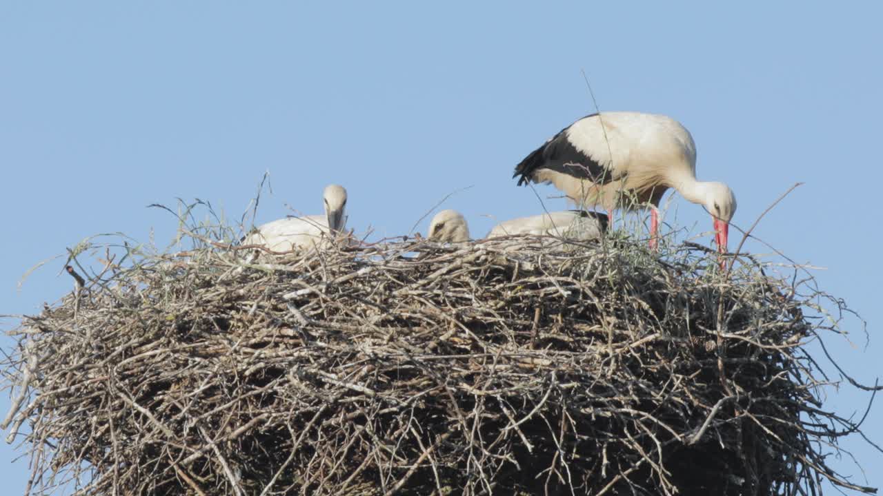 close-up de cegonhas em um ninho, um adulto e dois filhotes juvenis