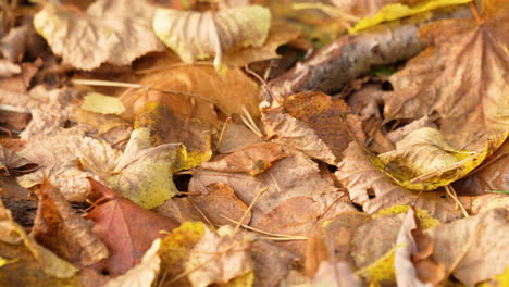 Hojas-De-árboles-Caídos-En-El-Suelo-Colores-Otoñales,-Cerrar-Pan