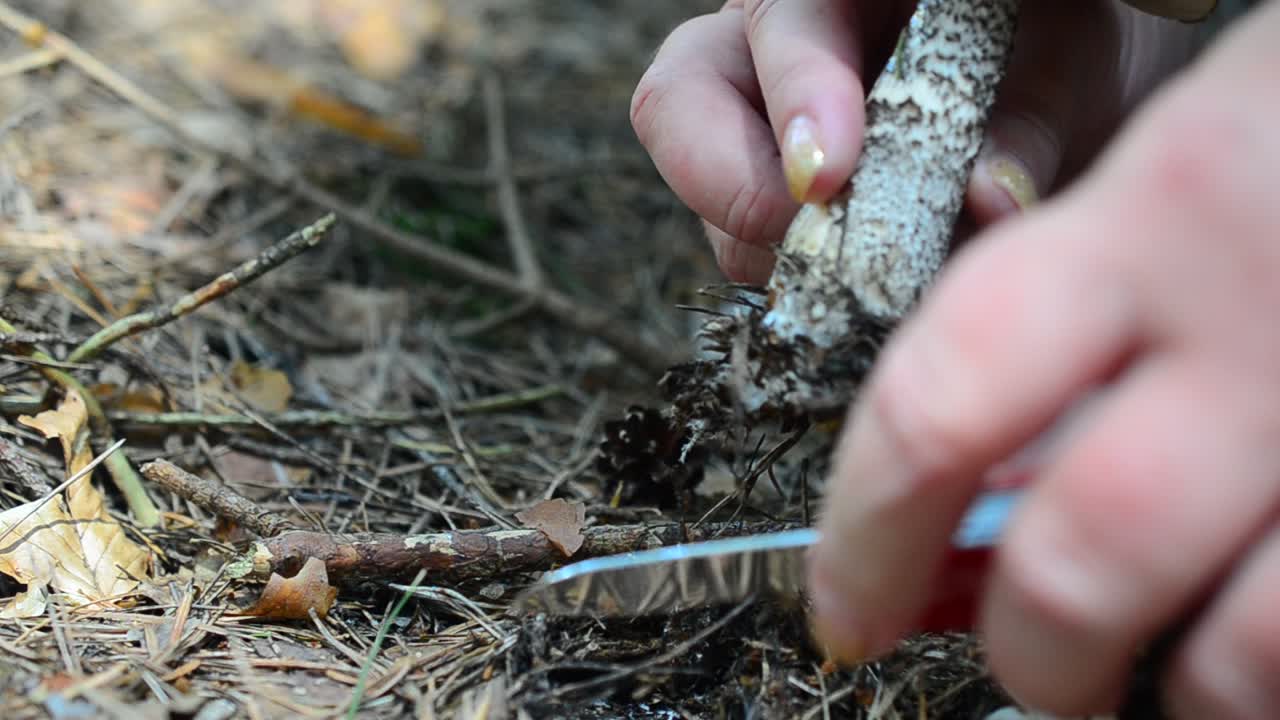 Raccogliamo funghi nel bosco. Fungo Leccinum scabrum