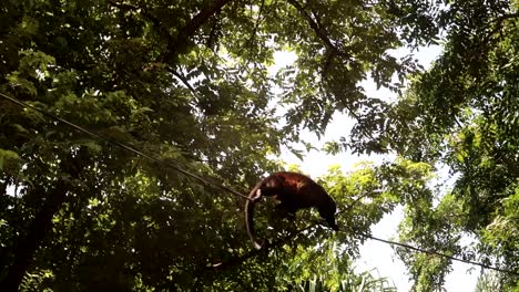 a howler monkey climbing across a wire in costa rica