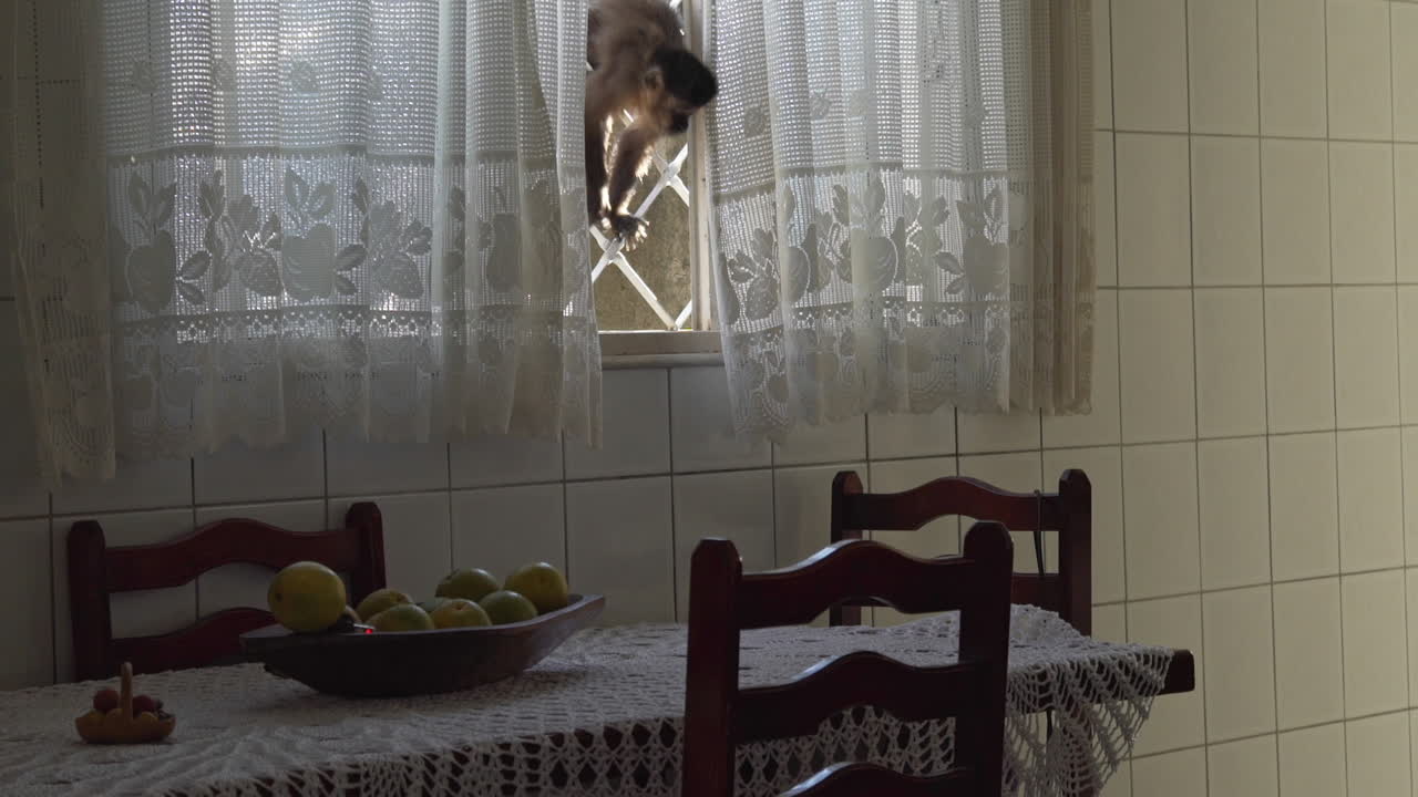 교활한 원숭이가 집에 들어와 테이블에서 많은 과일을 움켜쥐고 훔친 후 도망칩니다.