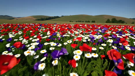 красочная луга диких цветов