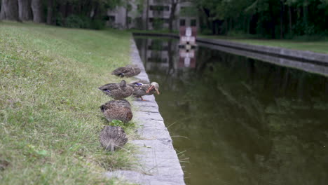 Eine-Ente-An-Einem-Teich-Kratzt-Sich-In-Zeitlupe