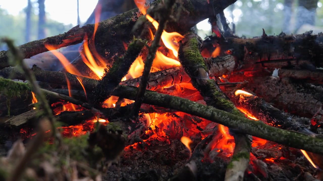 Braci rosse incandescenti e legna che brucia scoppiettano sotto rami coperti di muschio in un falò nella foresta nebbiosa - primo piano.