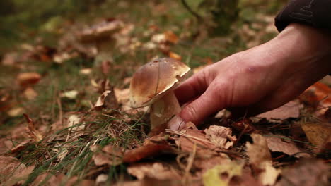 Hand-Pflückt-Einen-Pilz-Aus-Dem-Boden