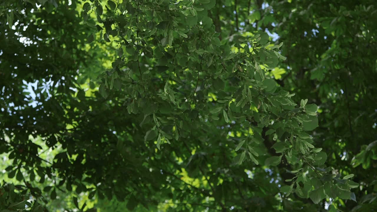 bosque verde profundo bosque verde 1