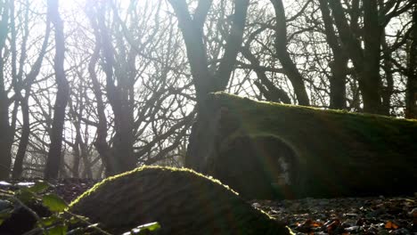 troncos de árboles de silueta de bosque musgoso, sol brillando a través de ramas de otoño