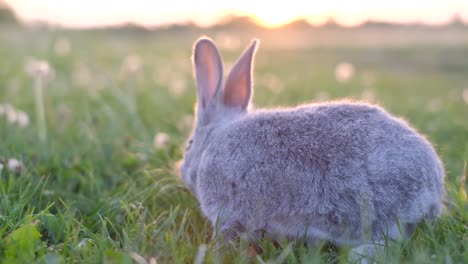 a small gray rabbit sitting on green grass in a sunlit field, looking attentively to the side. high quality 4k footage