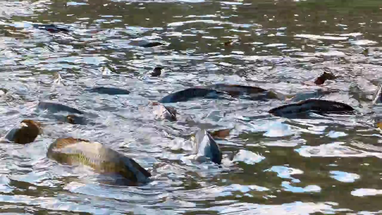 Fisk svømmer i krusende vand med synlige skinnende skæl. Lys reflekteres på vanddyrets våde krop, mens det bevæger sig gennem dammen