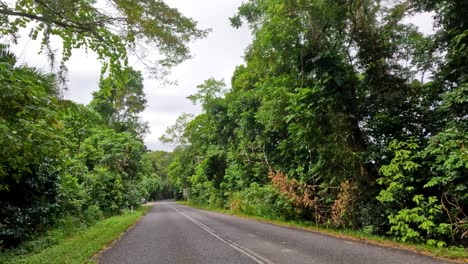 a tranquil drive along a tree-lined road in port douglas, showcasing dense rainforest vegetation under soft, natural lighting