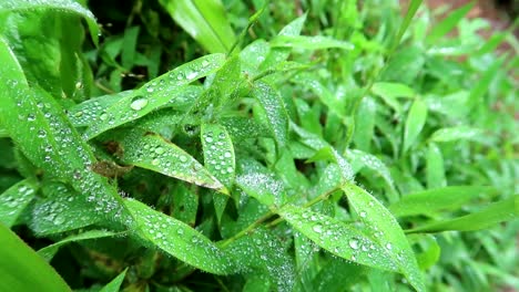 Cerca-De-Gotas-De-Agua-Sobre-Hojas-Verdes-Y-Exuberantes-En-El-Monte