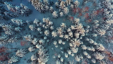 aerial passage over a snowy evergreen forest during winter at a right angle