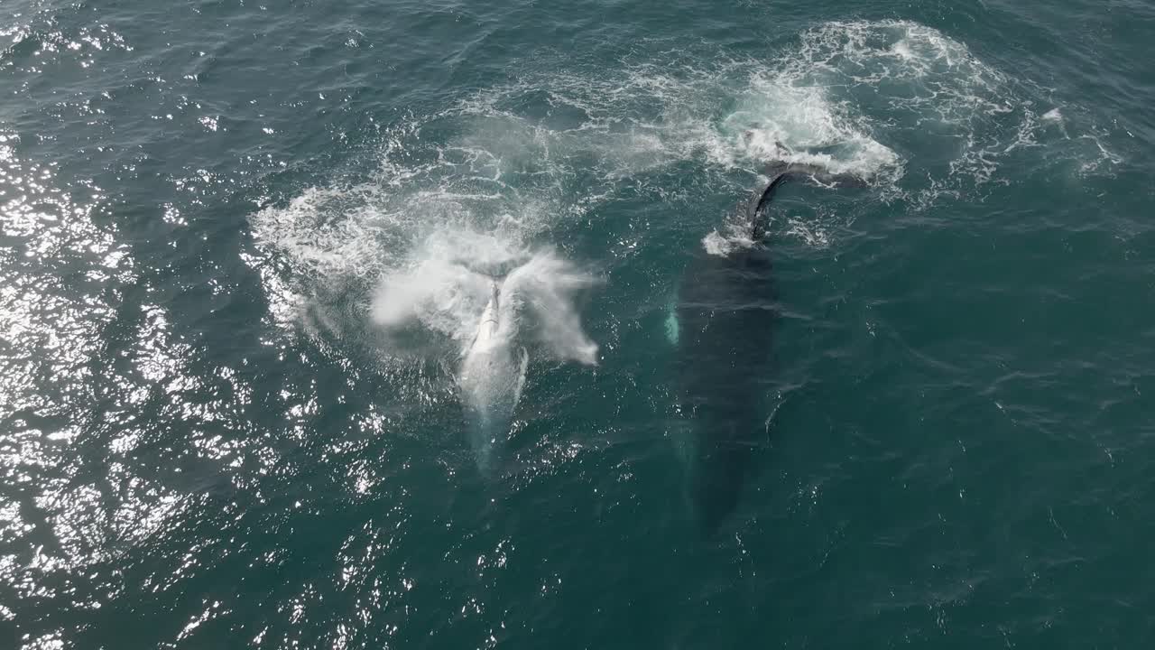 Aerial shot overhead humpback whales slapping their tail on the surface