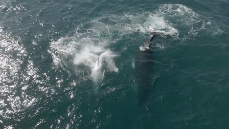 Toma-Aérea-Sobre-Ballenas-Jorobadas-Golpeando-Su-Cola-En-La-Superficie