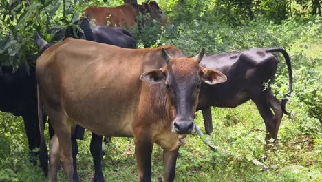 vacas en un entorno rural