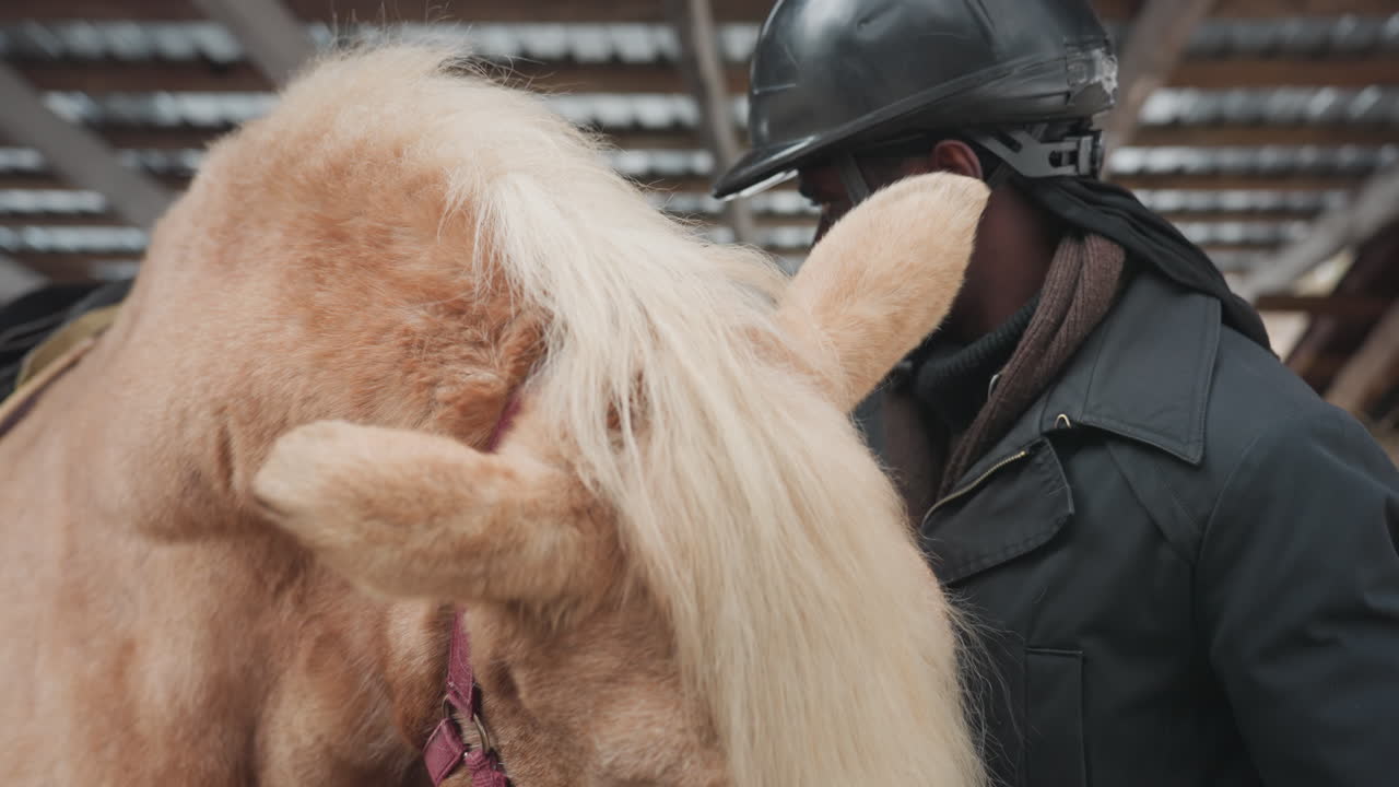 Revisión del caballo en curso, examen equino en curso, inspección del caballo y evaluación de la salud bucal en curso, proceso de evaluación del caballo y revisión exhaustiva de la salud bucal en curso