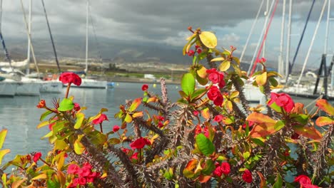 Dornige,-Angenehme-Blütenpflanze-Am-Hafen-Von-Las-Galletas,-Teneriffa,-Spanien