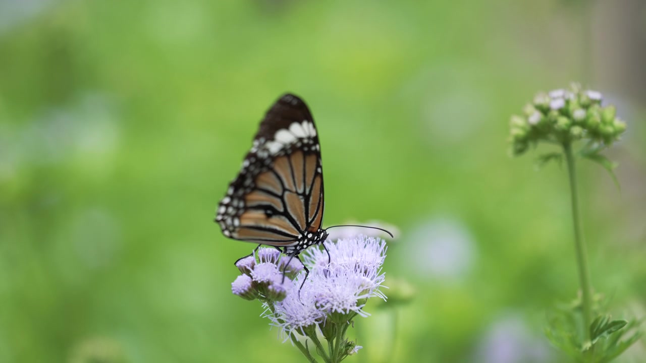 Farfalla monarca a fantasia posata su un singolo fiore selvatico viola in un campo verde