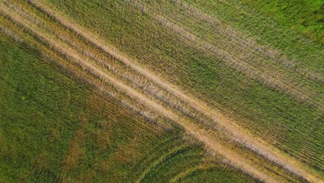 rural road going through farmlands during summer evening