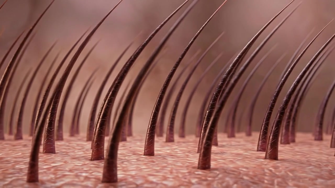 Primo piano della visualizzazione scientifica dell'anatomia del follicolo pilifero del cuoio capelluto