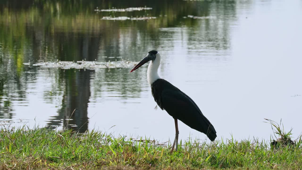 mirando hacia la izquierda mientras está de pie en la hierba cerca del agua, cigüeña asiática de cuello lanudo ciconia episcopus, casi amenazada, tailandia