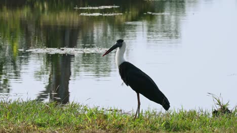 Mirando-Hacia-La-Izquierda-Mientras-Está-De-Pie-Sobre-La-Hierba-Cerca-Del-Agua,-Cigüeña-Asiática-De-Cuello-Lanudo-Ciconia-Episcopus,-Casi-Amenazada,-Tailandia