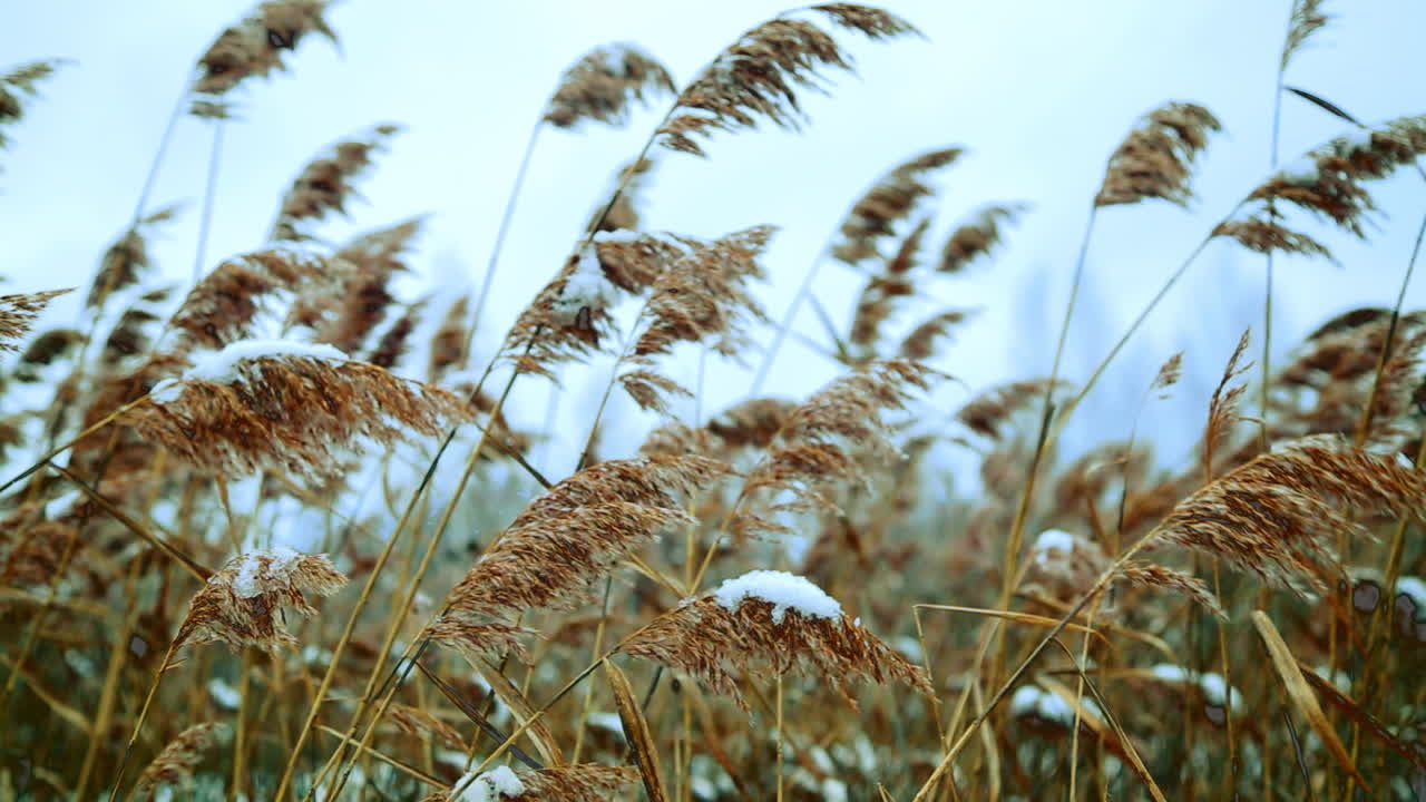cañas nevadas en invierno