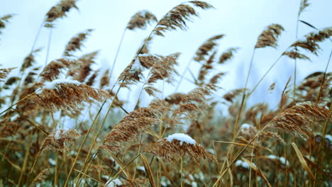 snowy reeds in winter