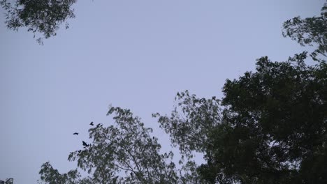 in the afternoon the birds are returning to their homes