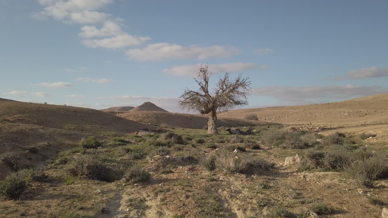 Lone tree in a desert during spring. Green plants with mountains around