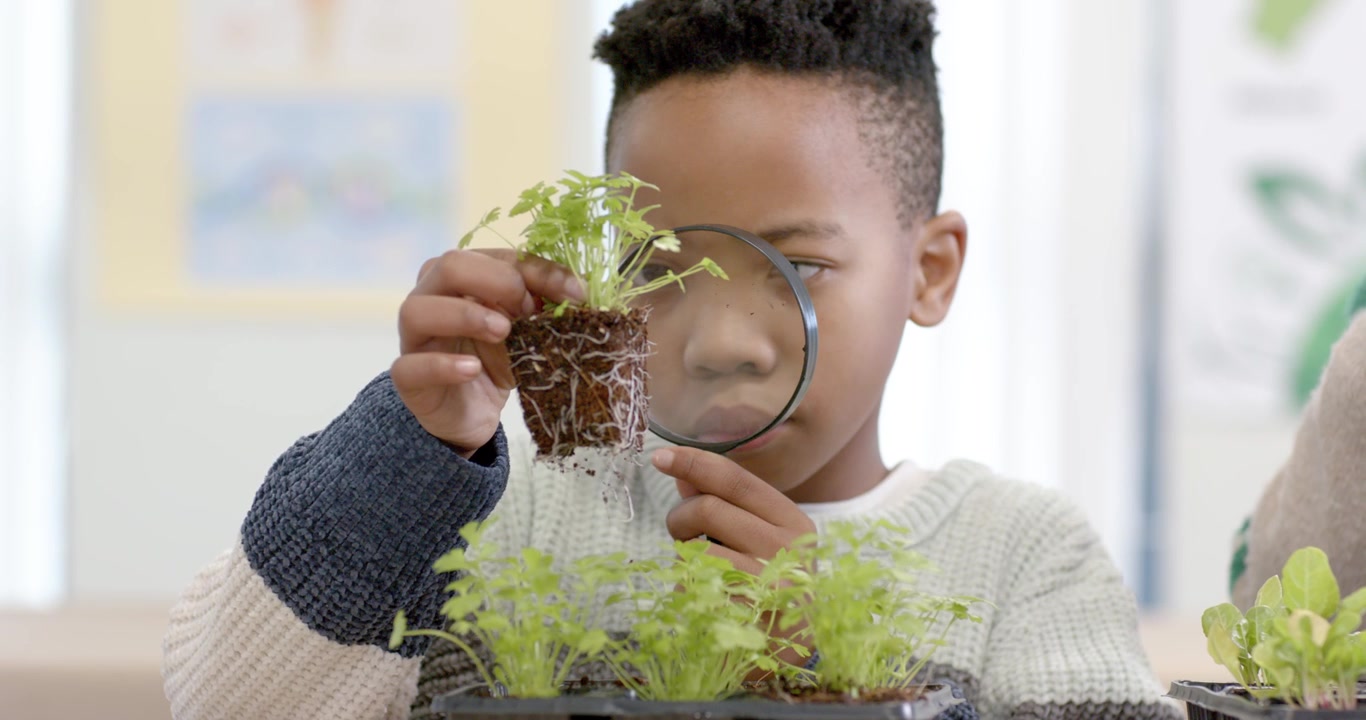 African American teen bringing magnifier and examining seedling roots at classroom table for study