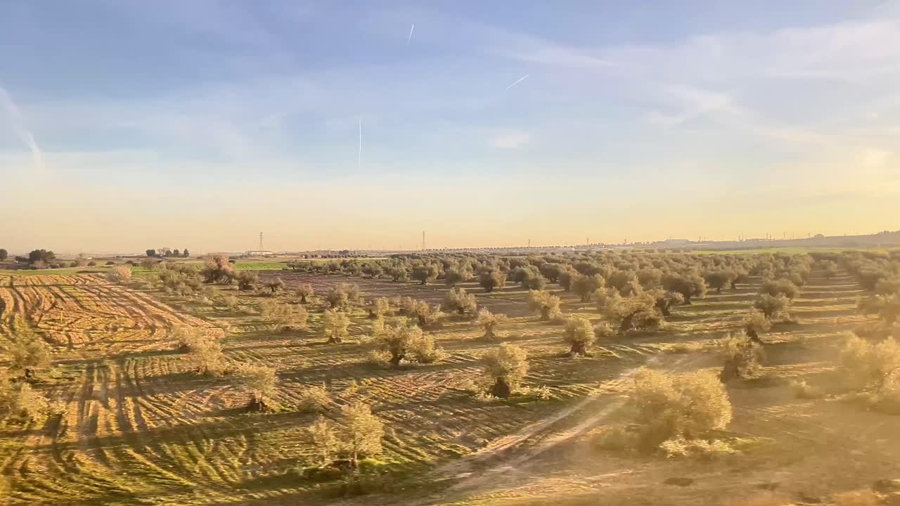 Un campo di ulivi con un chiaro cielo blu sullo sfondo
