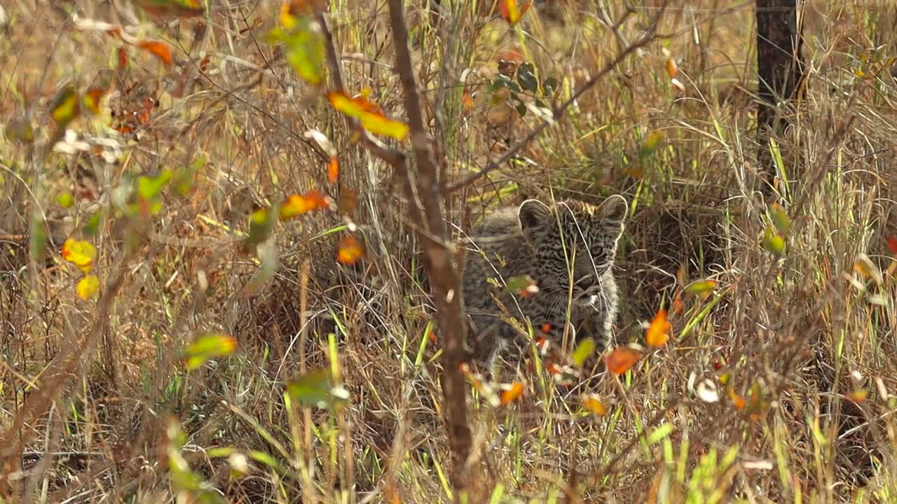 una amplia fotografía de un pequeño cachorro de leopardo caminando con cautela a través de la densa hierba, el mayor kruger
