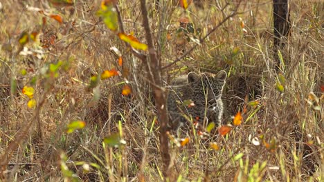 A-wide-shot-of-a-little-leopard-cub-walking-cautiously-through-the-dense-grass,-Greater-Kruger