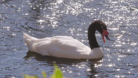 cisne de cuello negro nadando en el lago. el cisne de cuelo negro (cygnus melancoryphus) es una especie de ave acuática de la tribu cygnini de la subfamilia anserinae.