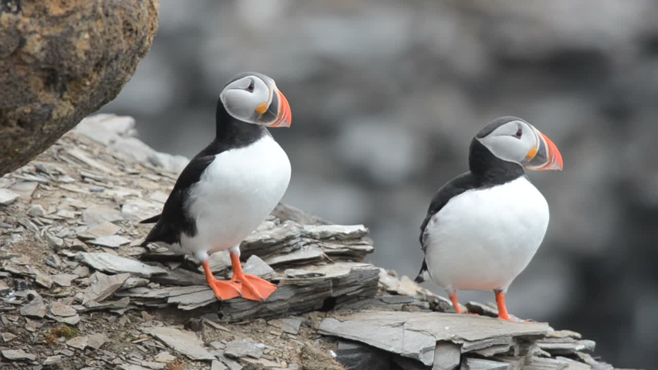 un par de frailecillos atlánticos durante un baile de cortejo en krossfjorden en spitsbergen, en el archipiélago de svalbard, noruega 1