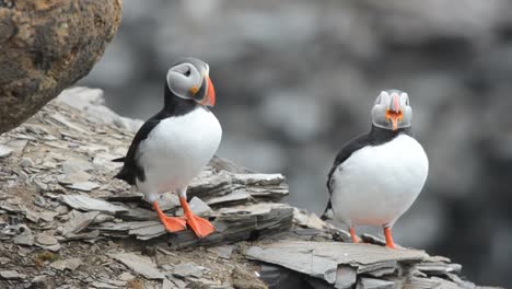 Ein-Paar-Papageientaucher-Während-Eines-Balztanzes-Auf-Im-Krossfjorden-Auf-Spitzbergen-Im-Spitzbergen-Archipel-Norwegen-1