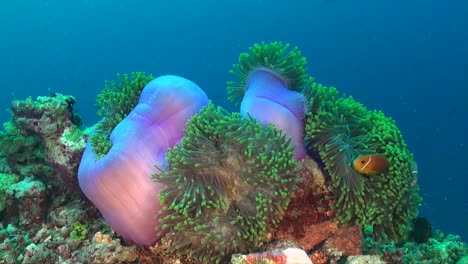 Wide-angle-shot-of-pink-skunk-anemonefish-and-three-pink-sea-anemones
