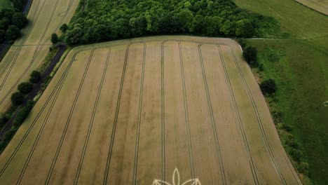 Mysterious-crop-circle-with-flower-petal-design-on-farmland,-Warminster,-UK