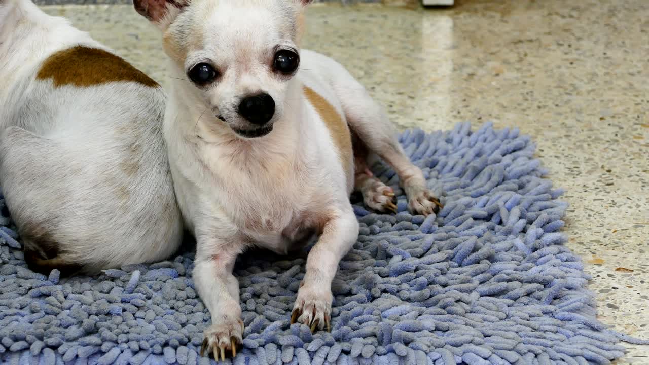 シートの上で休んでいるチワワ犬たち。