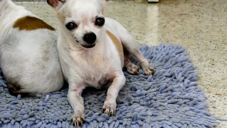 chihuahua dogs resting on wipes