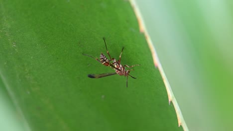 lone wasp hanging on a cactus leaf, paper wasps