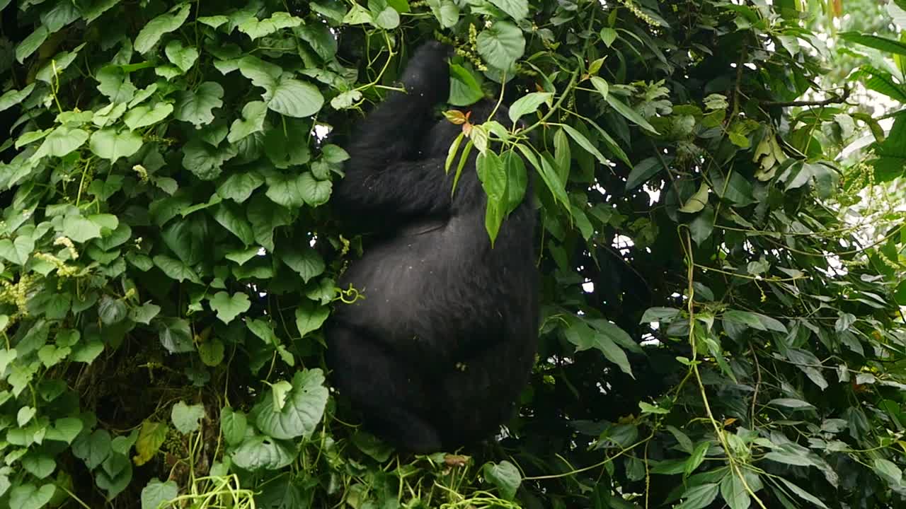 близкий, 4k гимбальный снимок исчезающей зрелой горной гориллы, живущей в их естественной джунглях, бвинди непроницаемый лес национальный парк уганды, африка