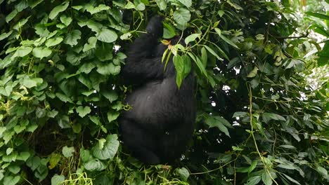 a close-up, 4k gimbal shot of an endangered mature mountain gorilla, living among their natural jungle habitat, bwindi impenetrable forest national park of uganda, africa