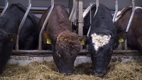 group of different colored norwegian red oxes eating fresh hay inside organic farm barn