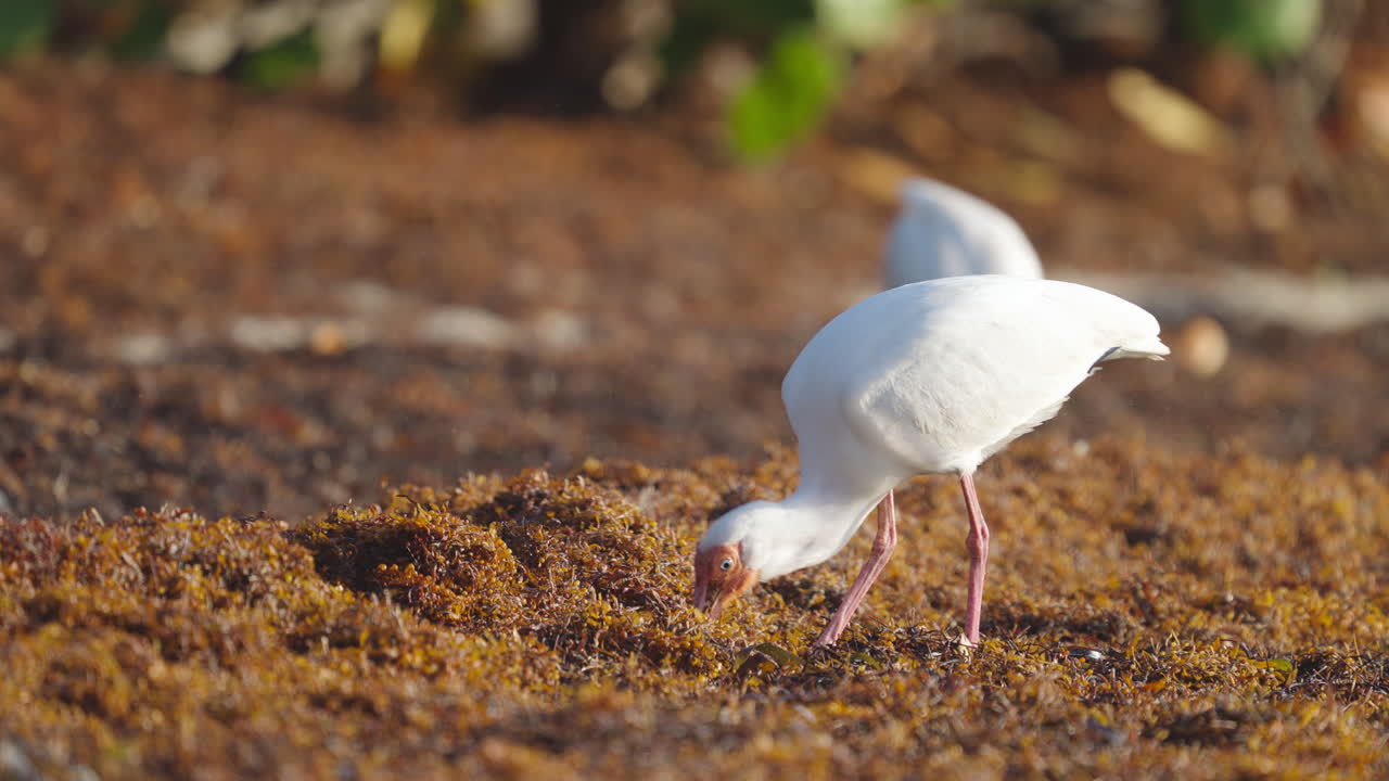 White Ibis Feeding in Beach Seaweed